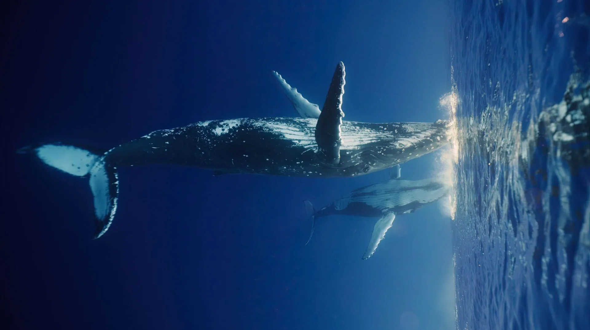 水光注射のダウンタイム期間の目安